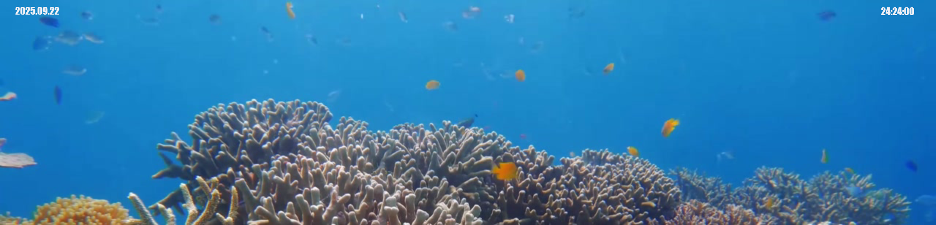 海底鱼儿动态主题
